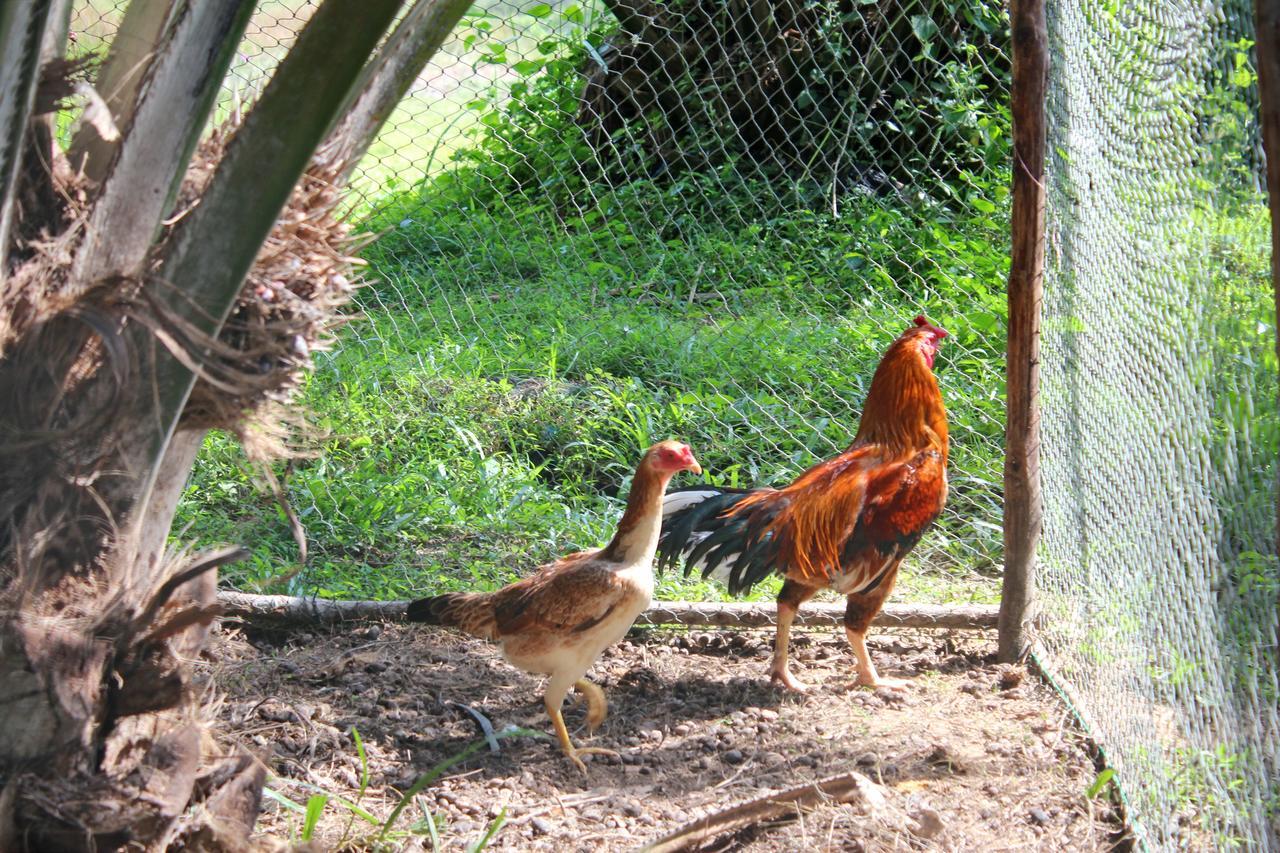 Yaoisland Resort And Farm Ko Yao Dış mekan fotoğraf