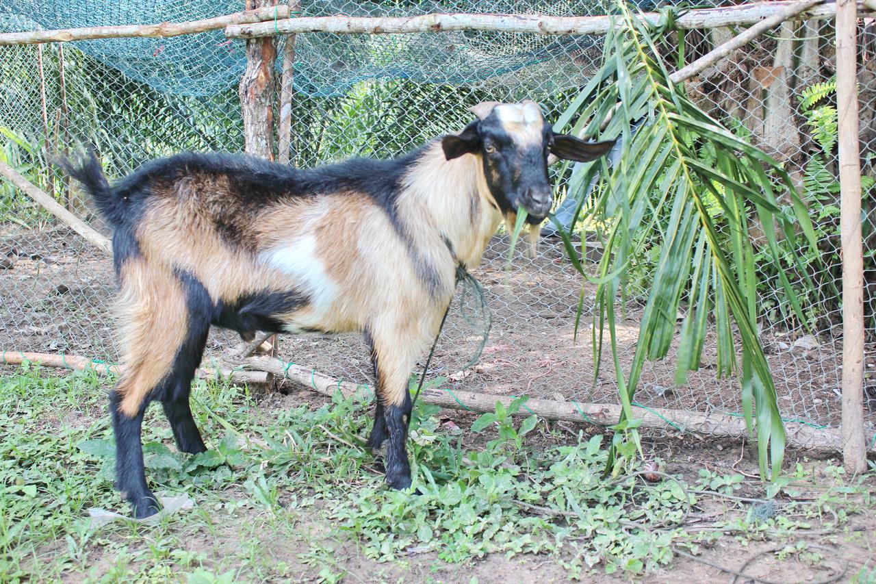 Yaoisland Resort And Farm Ko Yao Dış mekan fotoğraf