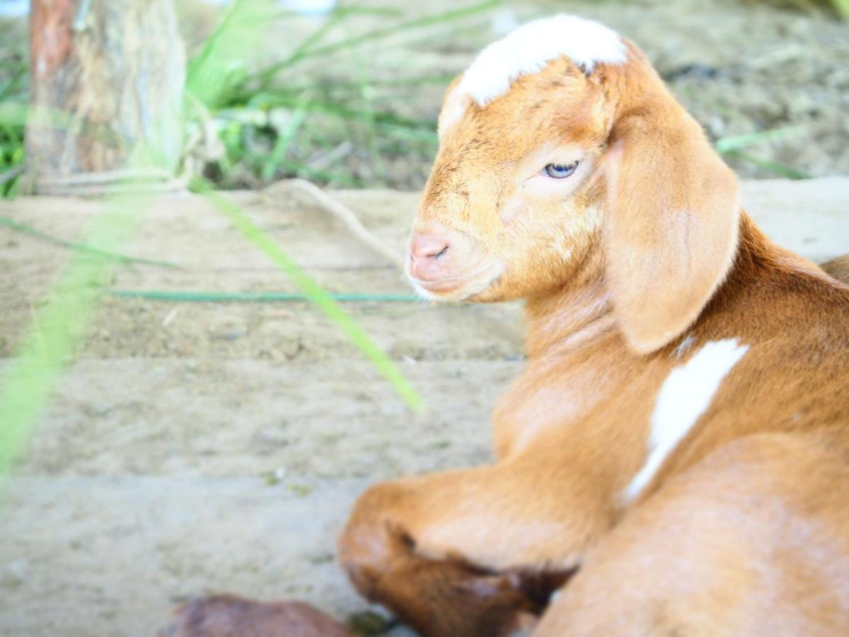 Yaoisland Resort And Farm Ko Yao Dış mekan fotoğraf