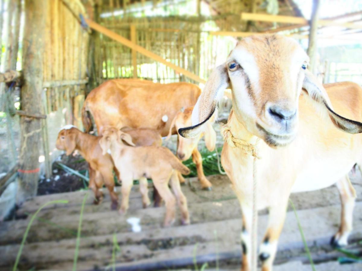 Yaoisland Resort And Farm Ko Yao Dış mekan fotoğraf