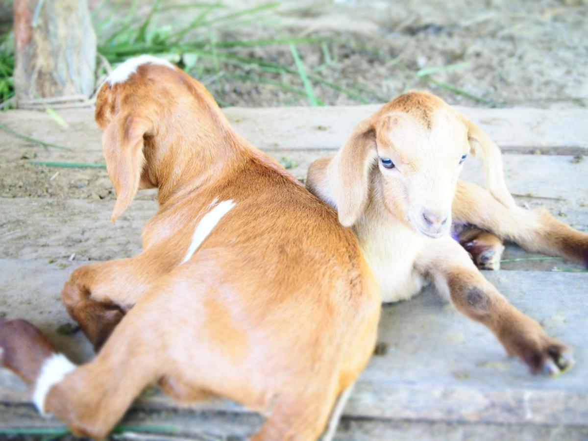 Yaoisland Resort And Farm Ko Yao Dış mekan fotoğraf